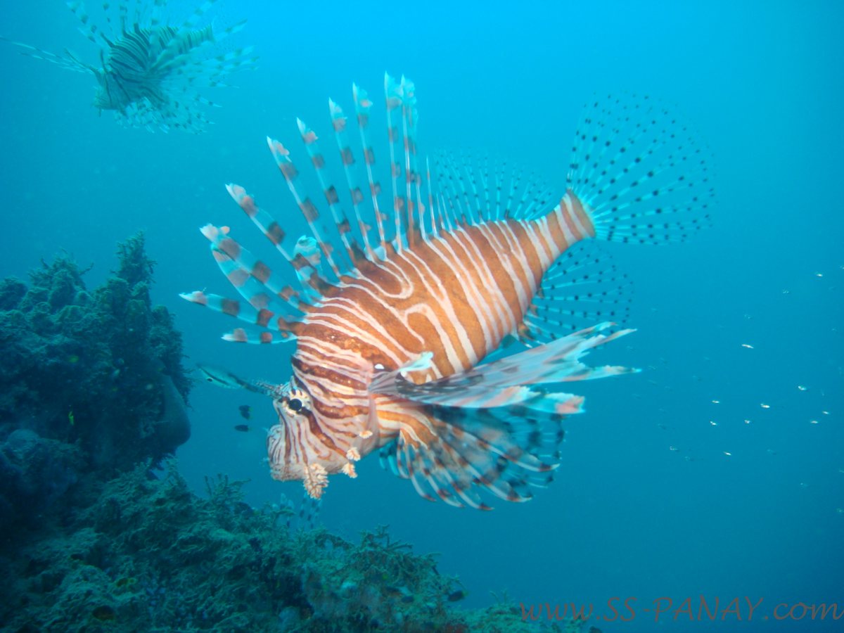 ss_panay_ms-_JOJO-60