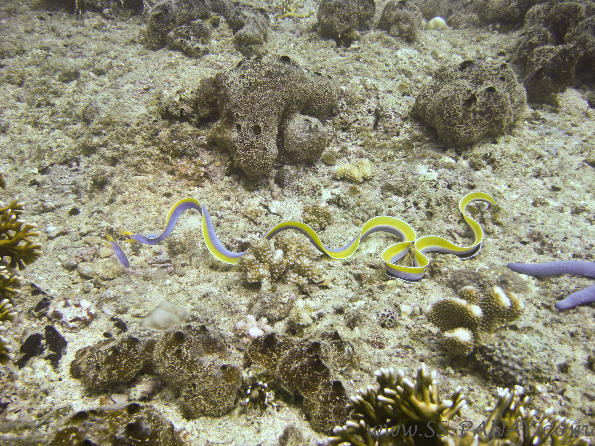 ss_panay_sidi_aich-22